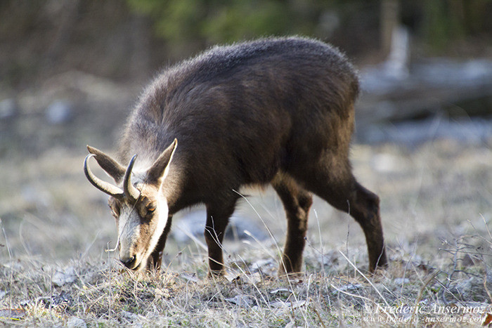 Chamois mange