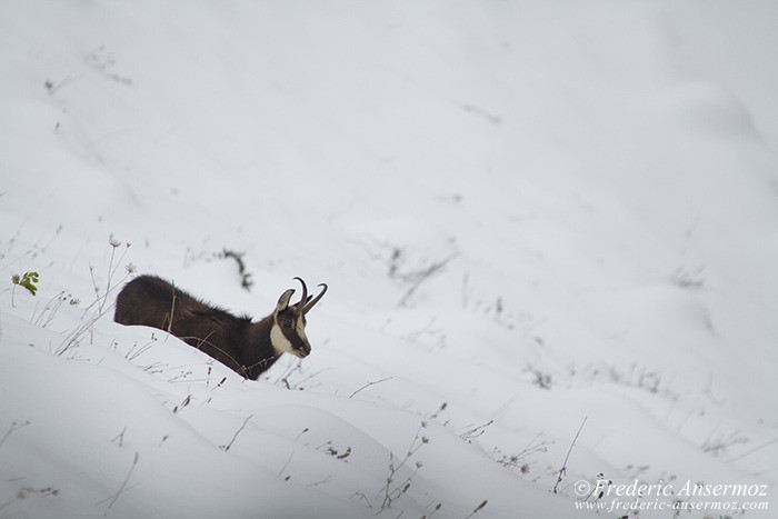 Chamois solitaire neige