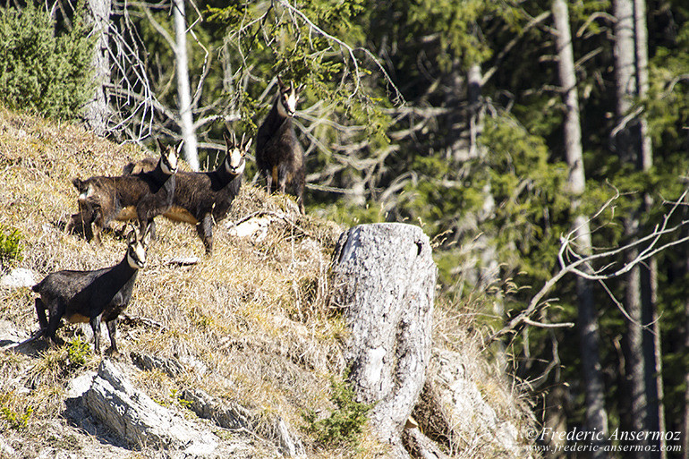 Chamois