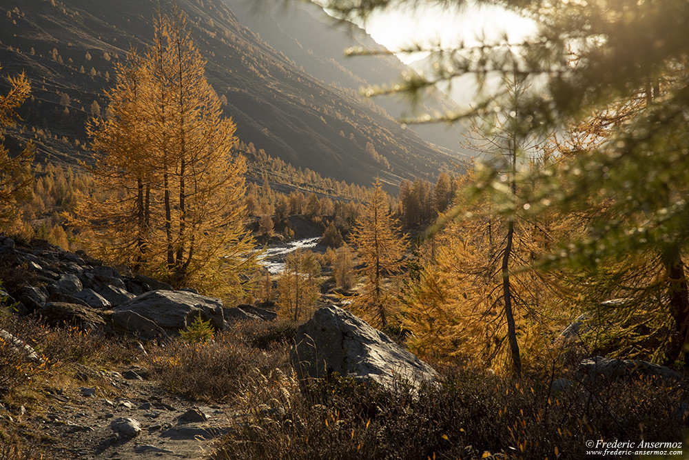 Larches changing colors during autumn, beautiful landscapes in Switzerland