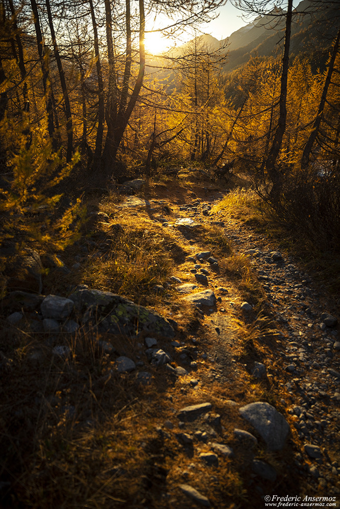 Autumn lights through the larches turning orange