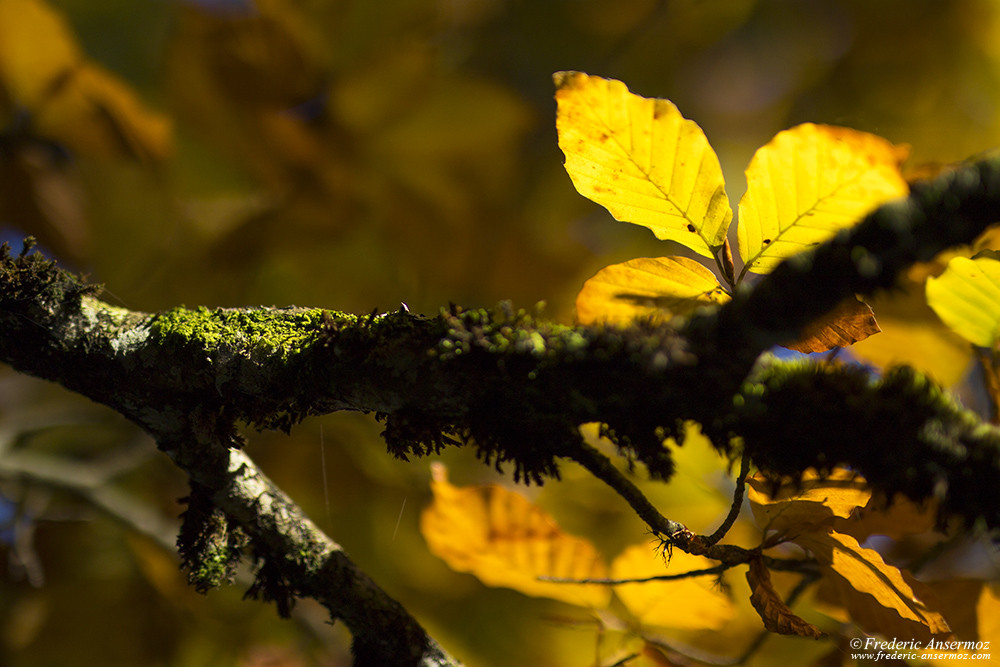 Ambiance d'automne avec ses couleurs sur les feuilles