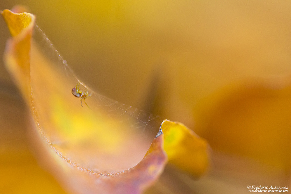 Spider on its web on a colorful leaf