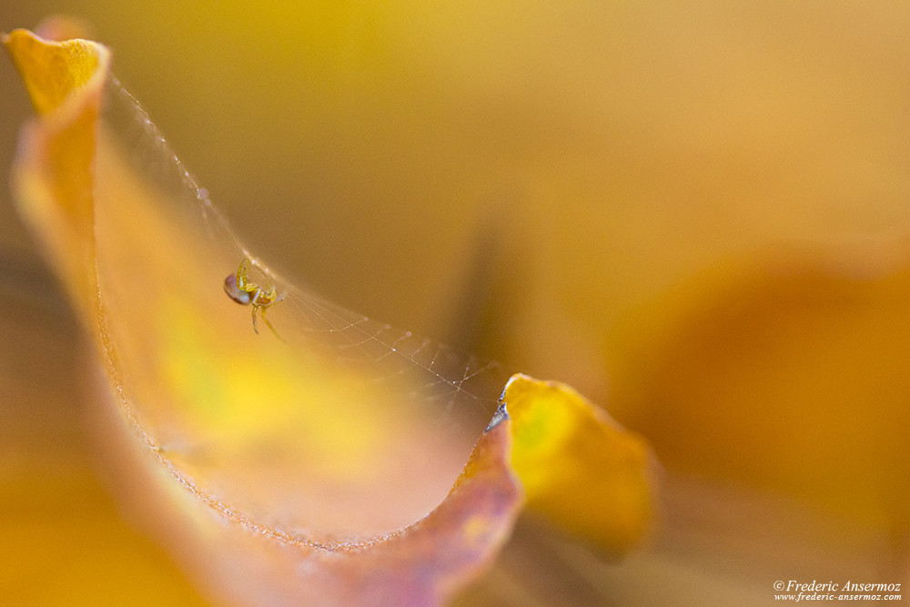 Araignee sur sa toile sur une feuille d'automne