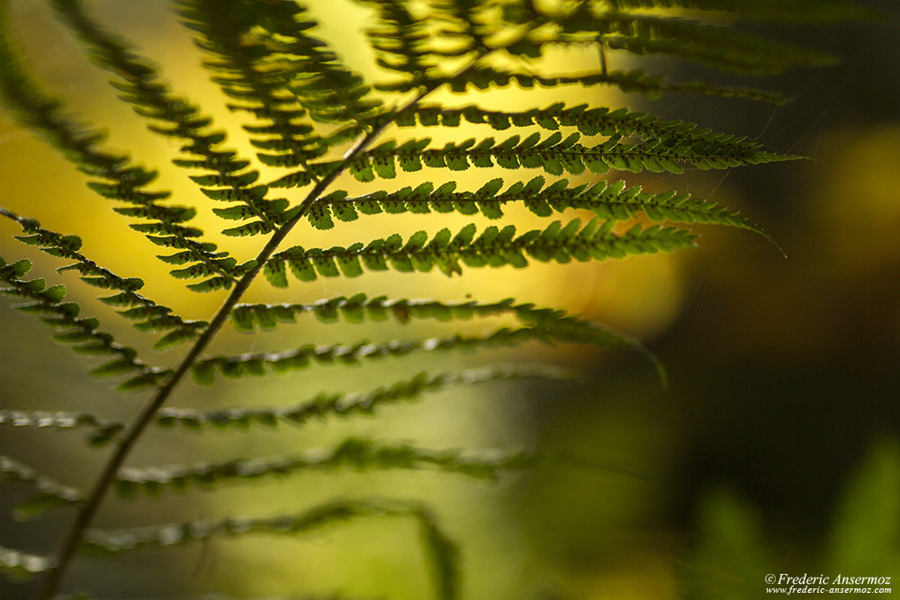 Bracken with its spores, fern closeup