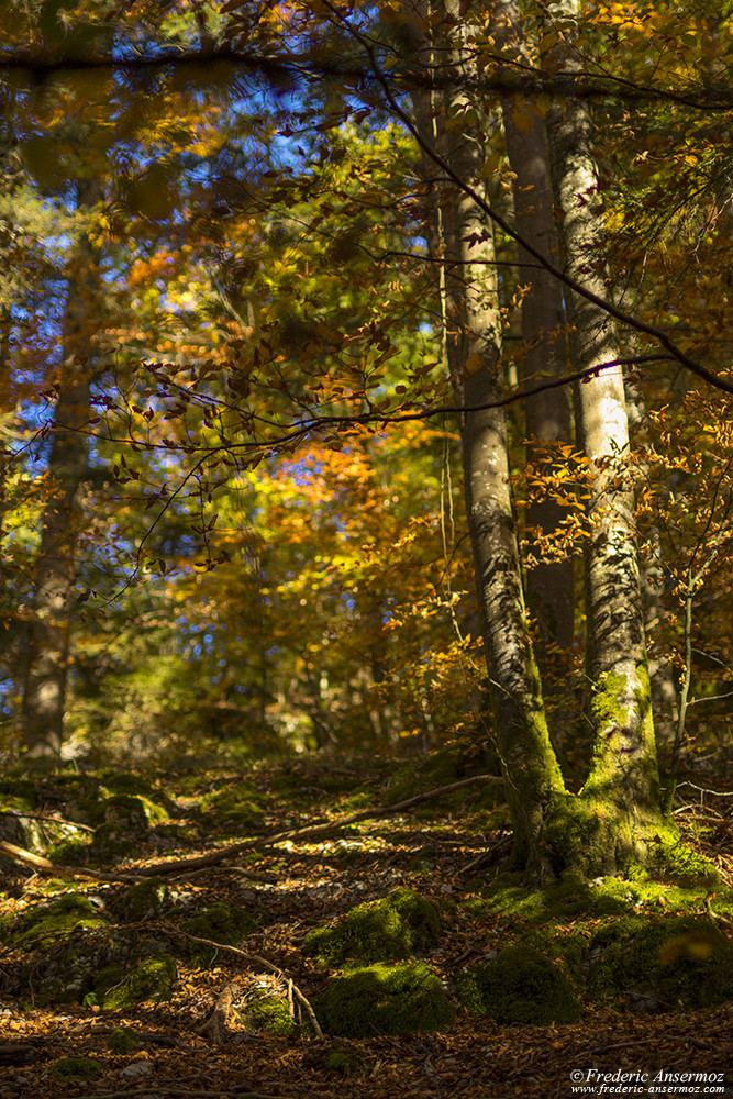 Autumn colors in forest, Fall Season