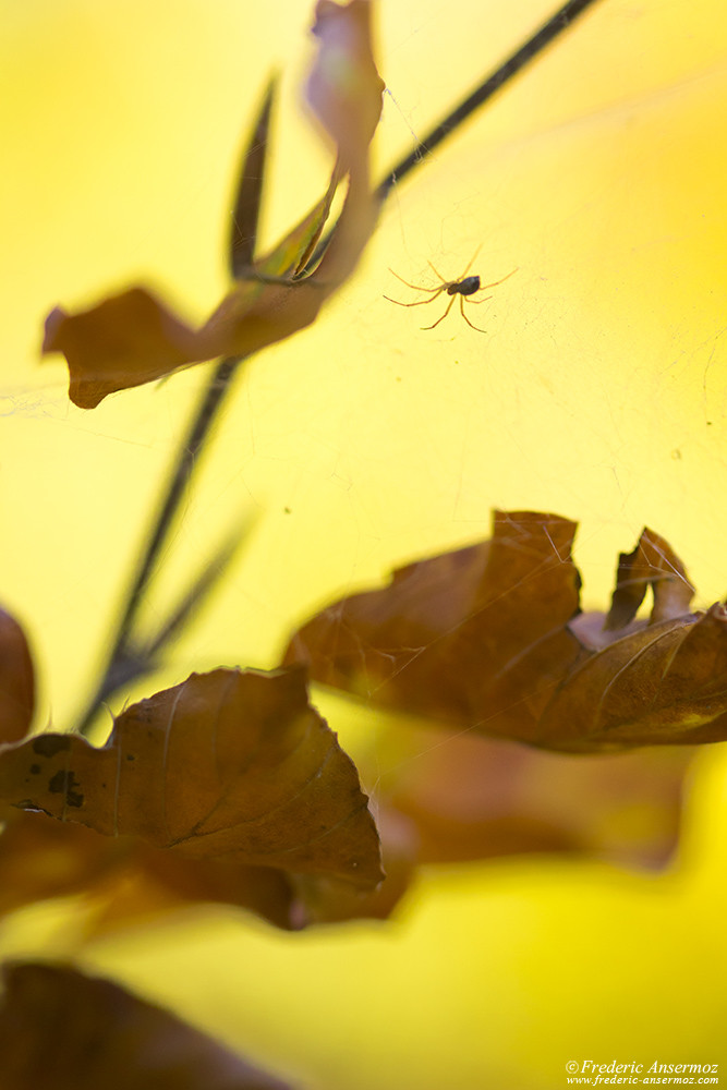 Spider among Autumn leaves, on its web