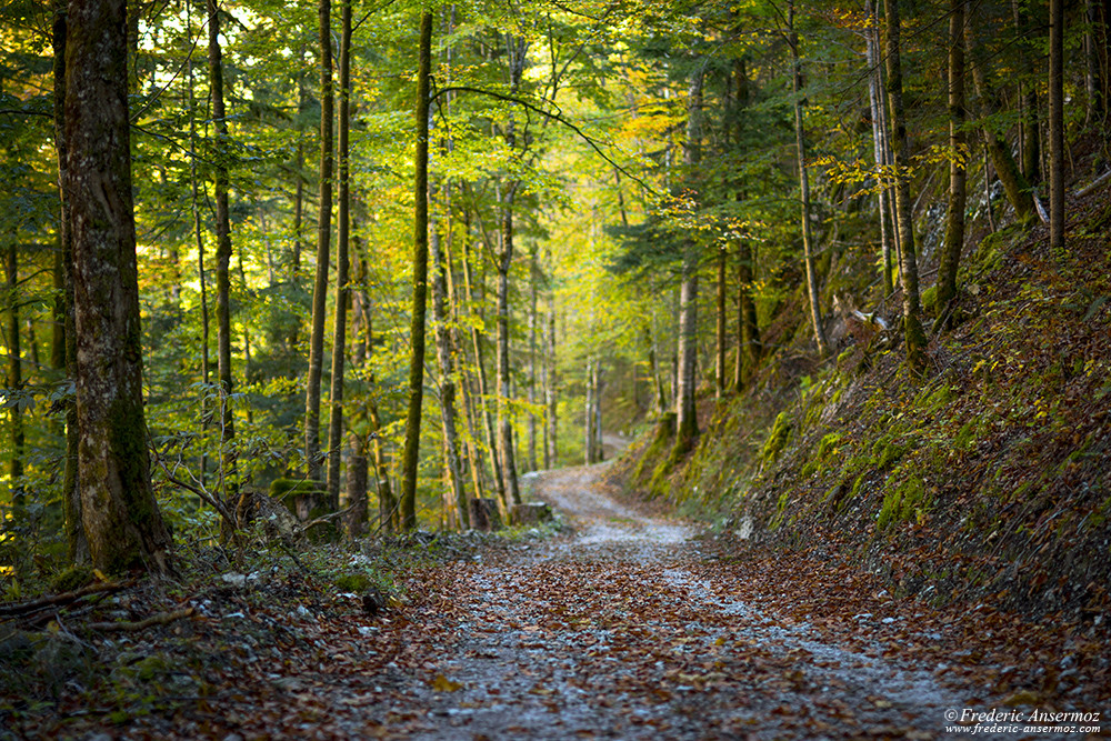 Route couverte de feuilles en automne dans une forêt