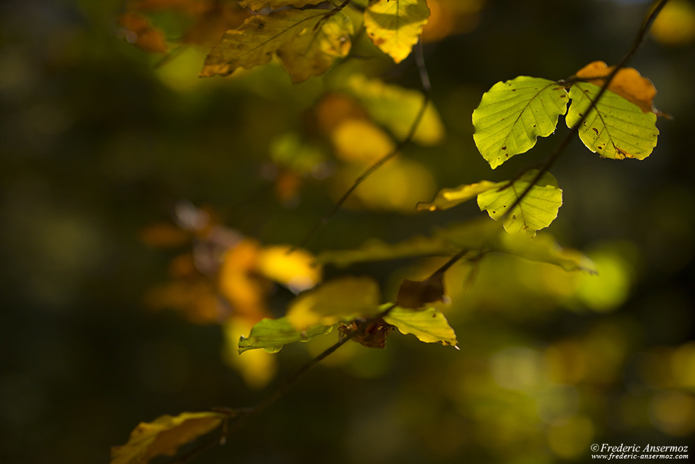 Autumn leaves colors lighted by the Sun