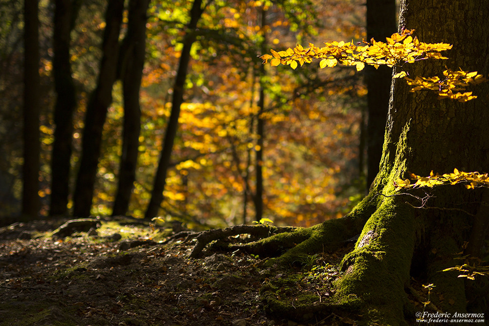 Lumière d'automne en forêt