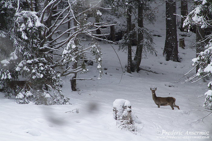 Cerfs neige montagne