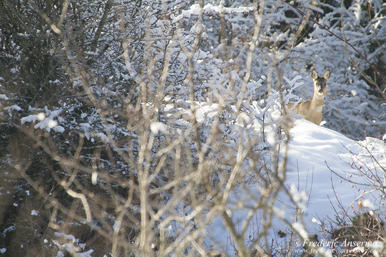 Chevreuil neige hiver