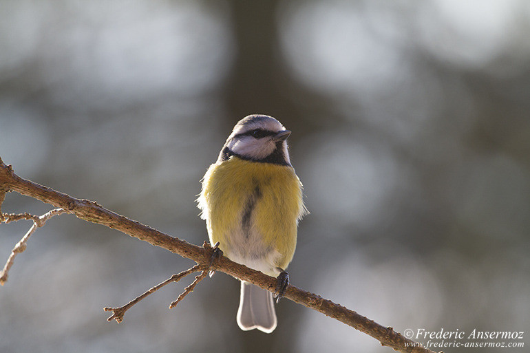 Oiseau prenant la pause sur une branche, mésange bleue