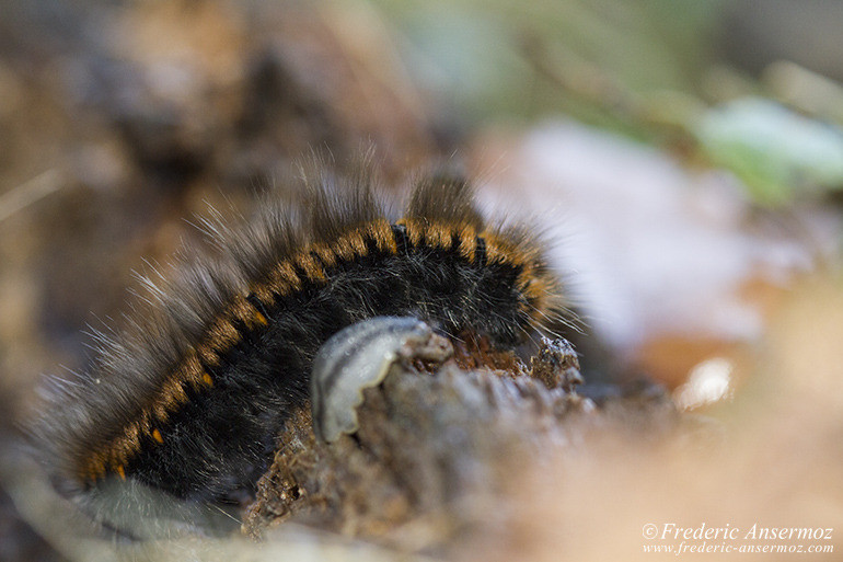 Caterpillar macro