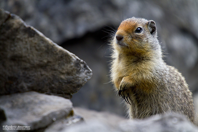 Ground squirrel alberta