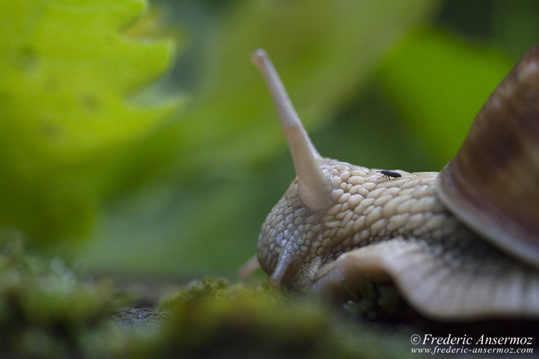 Macro d'escargot