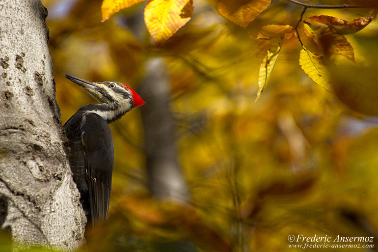 Les couleurs d’Automne