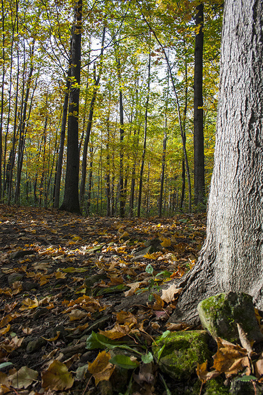 Les couleurs d’Automne