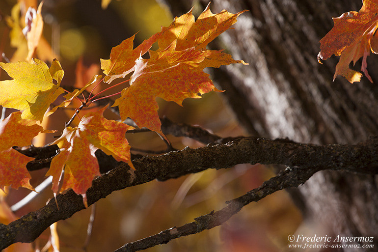 Les couleurs d’Automne