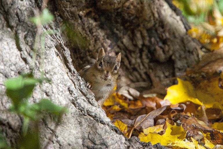 Les couleurs d’Automne