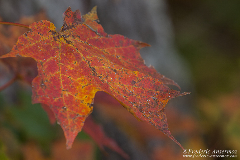 Les couleurs d’Automne