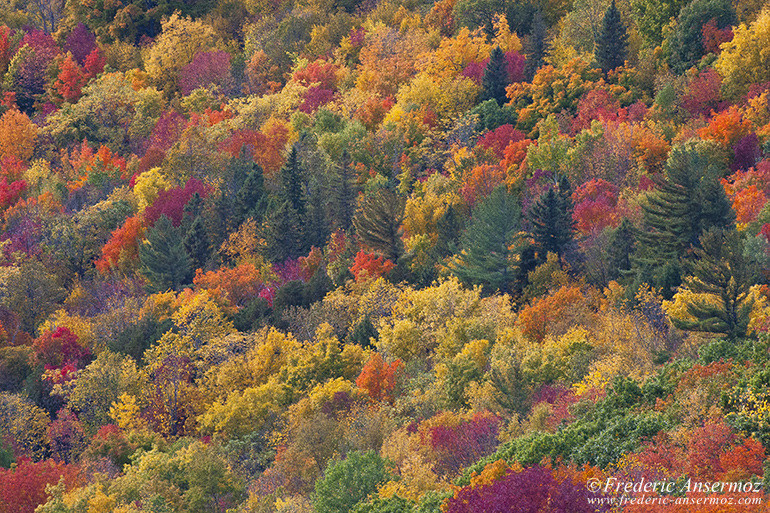 Autumn leaves colors