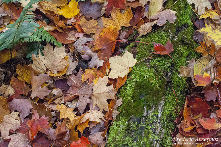 Autumn leaves colors