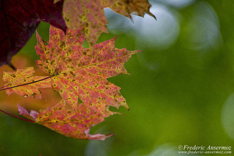 Les couleurs d’Automne