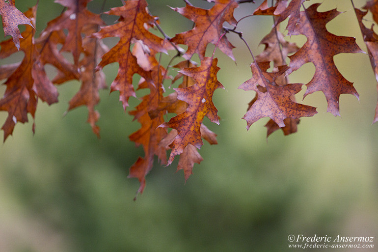 Les couleurs d’Automne