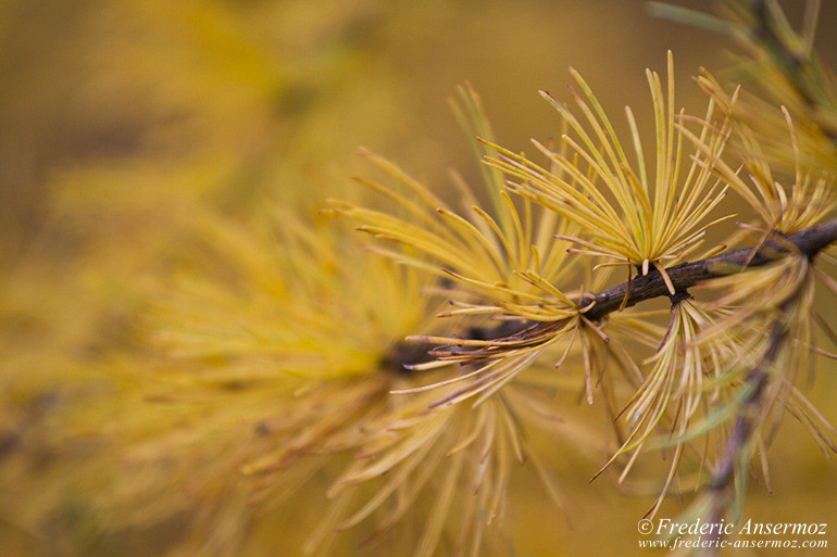 Les couleurs d’Automne