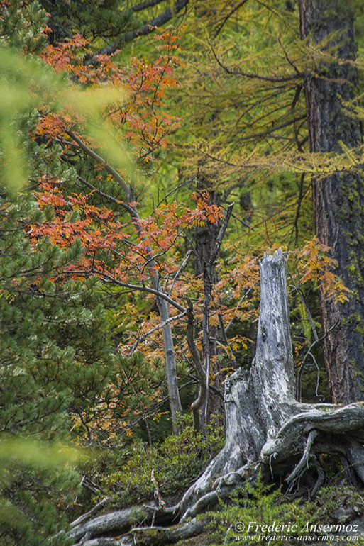 Les couleurs d’Automne