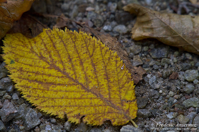 Autumn leaves colors