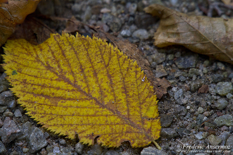 Les couleurs d’Automne