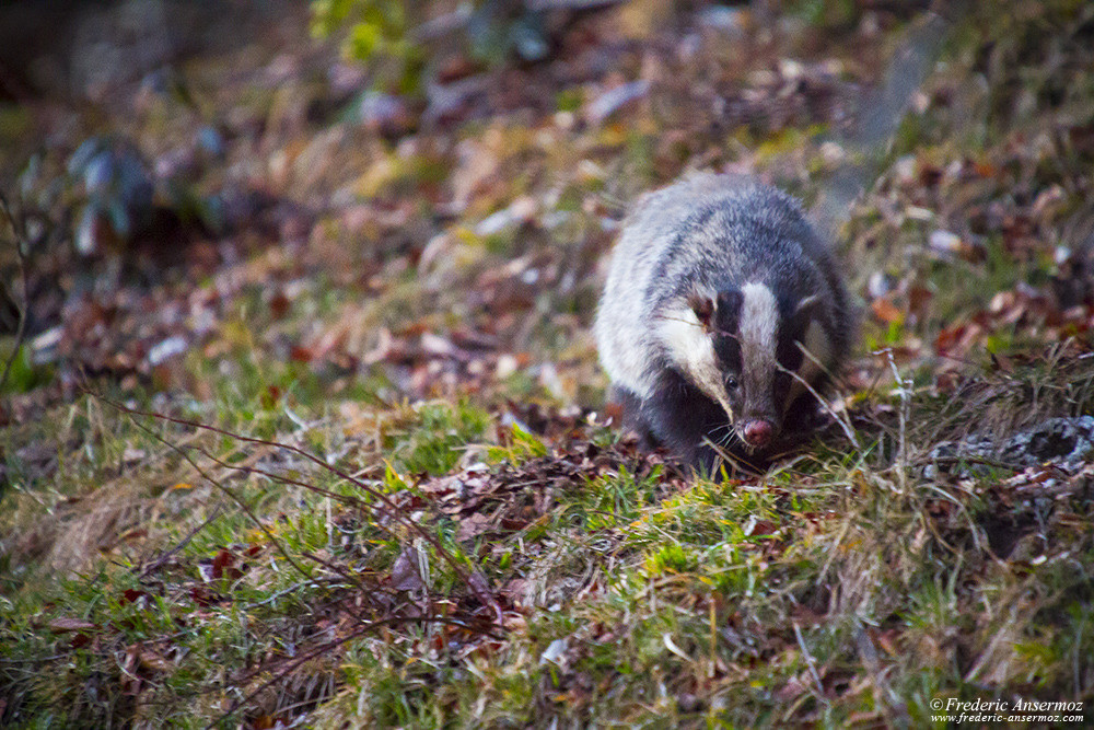 Badger looking for food