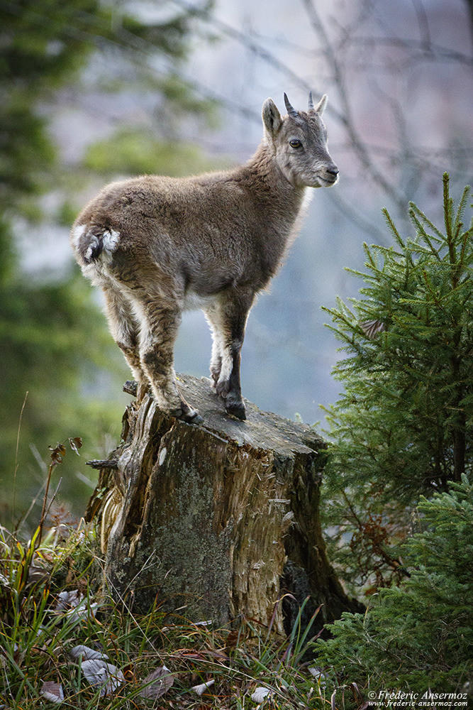 Bouquetin des Alpes, jeune bouquetin sur une souche