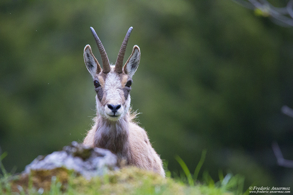 Chamois portrait, Swiss Wildlife