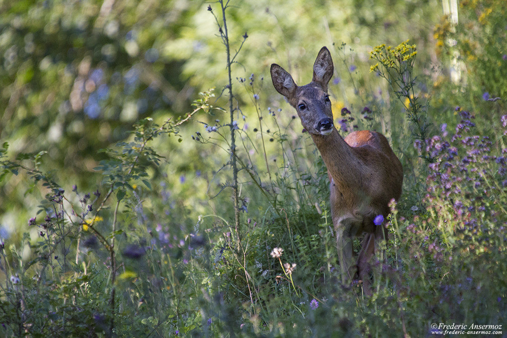 Deer among flowers, in the wild, Switzerland