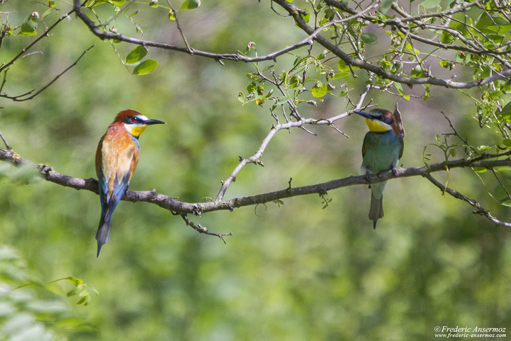 European Bee Eater on a branch