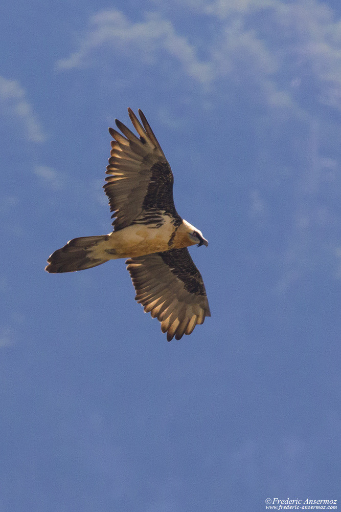 Bearded Vulture flying in the Swiss Alps
