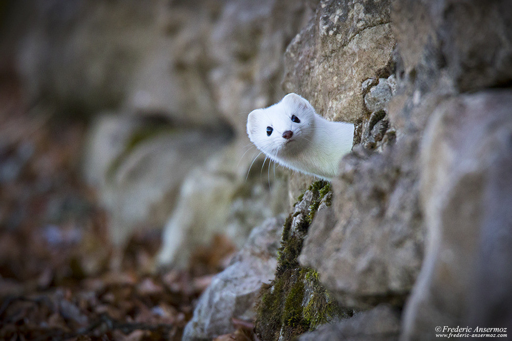 Short-tailed weasel during Winter, white fur