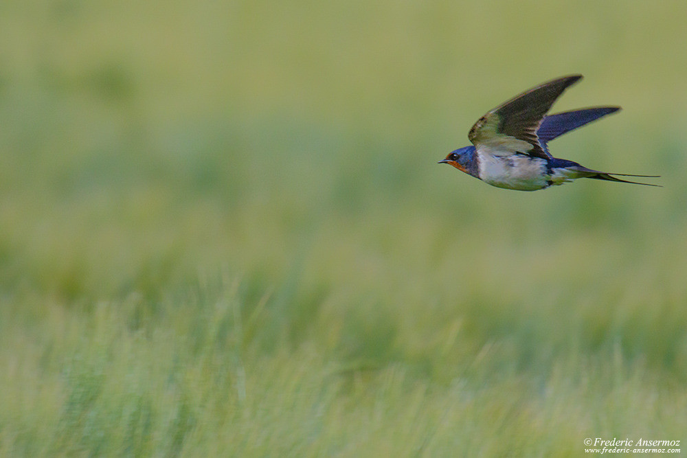 Swallow flying close to the ground