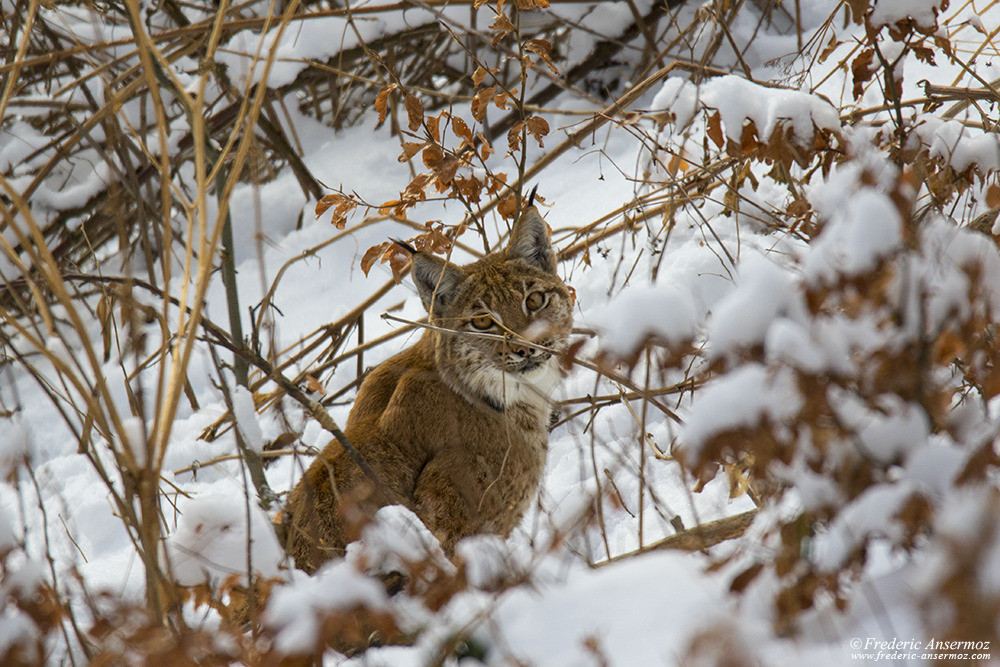 Jeune lynx en Suisse, dans la neige