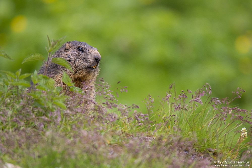 Marmot among flowers in the mountains