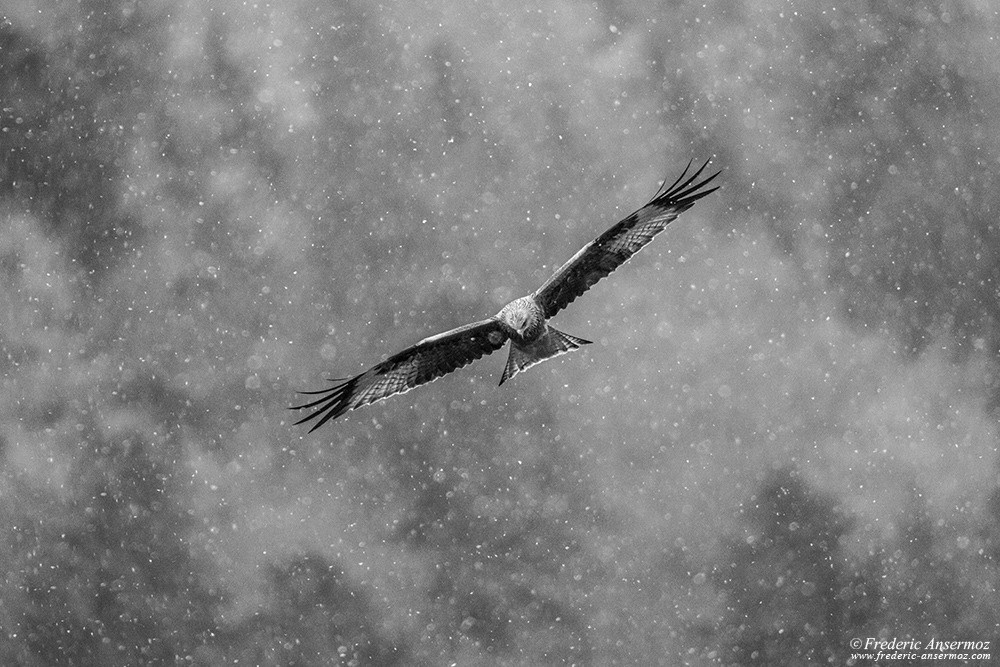 Red Kite flying while snow falling