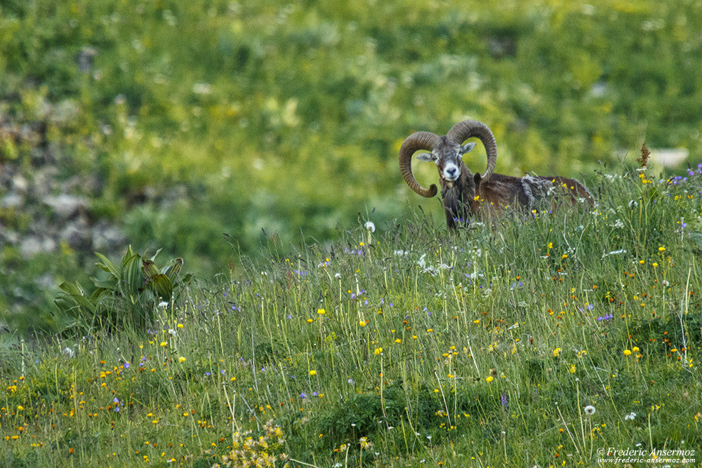 Mouflon en Suisse