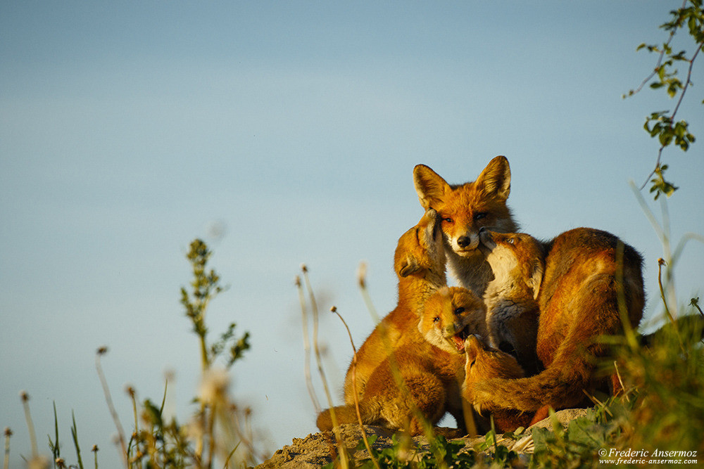 Fox Female and Cubs Fox Female and Cubs