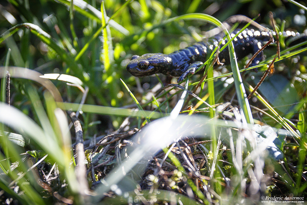 Black salamander