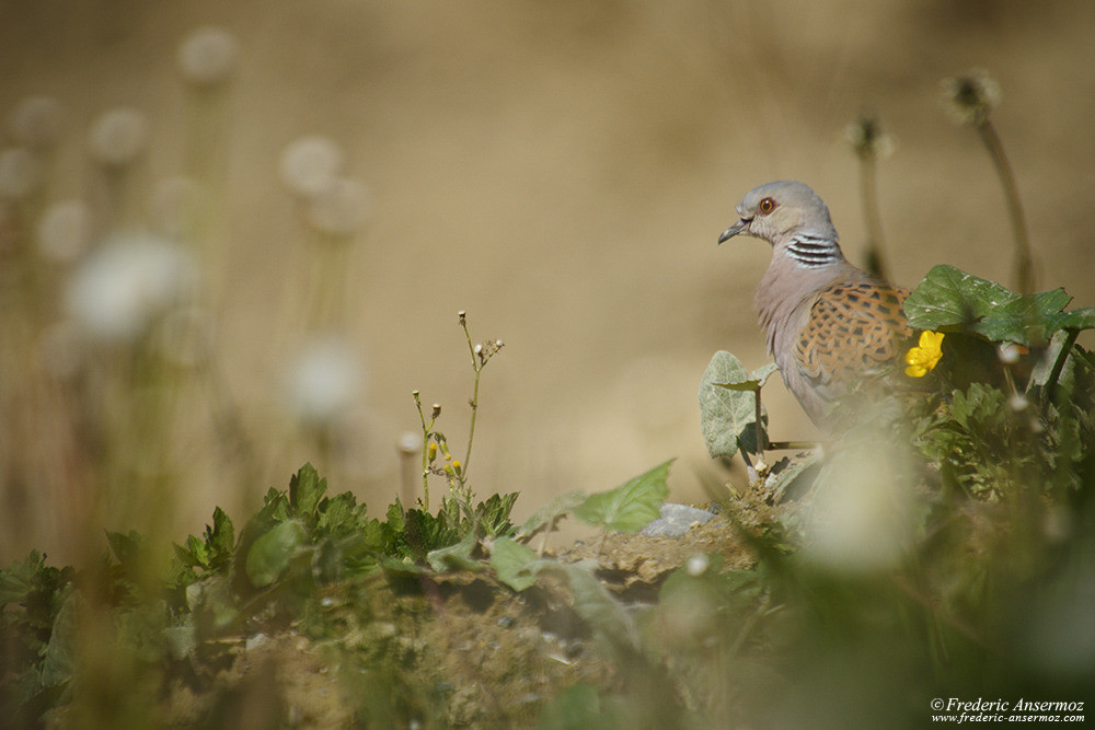 European Turtle Dove