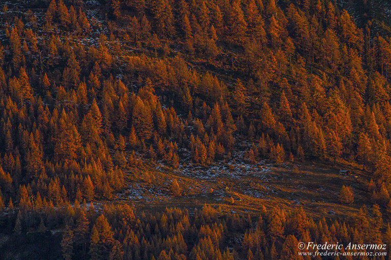 Couleurs d'automne dans la vallée, Glacier Fiescher, Valais, Suisse