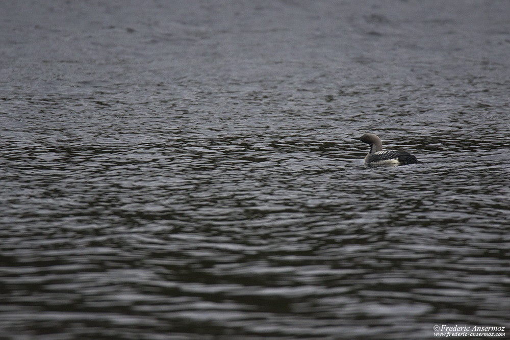 Black-throated loon (Gavia arctica), Arctic loon and the black-throated diver, bird of Finland
